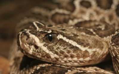 Crotalus viridis viridis (26)
