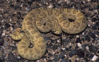 Crotalus viridis viridis (4)