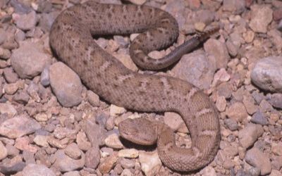 Crotalus willardi obscurus 1 (2)