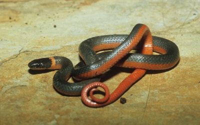 Diadophis punctatus pulchellus (2)