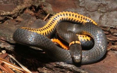 Diadophis punctatus punctatus, Alachua Cnty, FL (11)