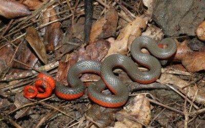 Diadophis punctatus vandenburghi 2 (7)