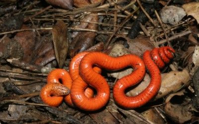 Diadophis punctatus vandenburghi 2 (8)