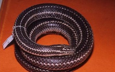 Farancia erytrogramma seminola 1 (2)