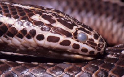 Farancia erytrogramma seminola head 2 (2)