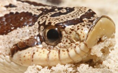 Heterodon simus (26)