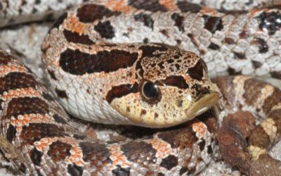 Heterodon simus (36)