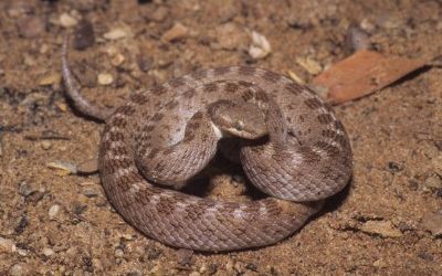 Hypsiglena chlorophaea chlorophaea (2)