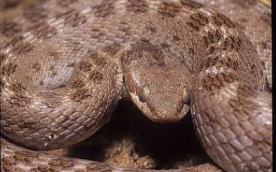 Hypsiglena chlorophaea deserticola (2)