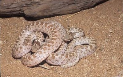 Hypsiglena chlorophaea deserticola (3)