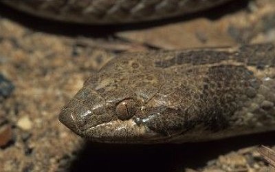 Hypsiglena chlorophaea deserticola (9)