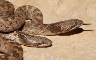 Hypsiglena jani texana Big Bend Jun 2015 (1)