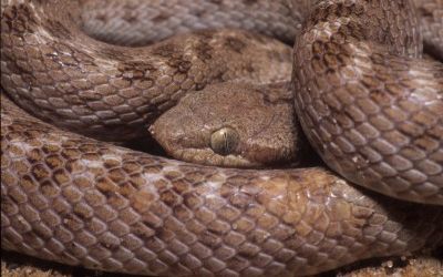 Hypsiglena ochrorhyncha klauberi