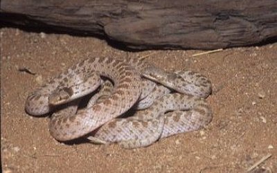 Hypsiglena ochrorhyncha klauberi