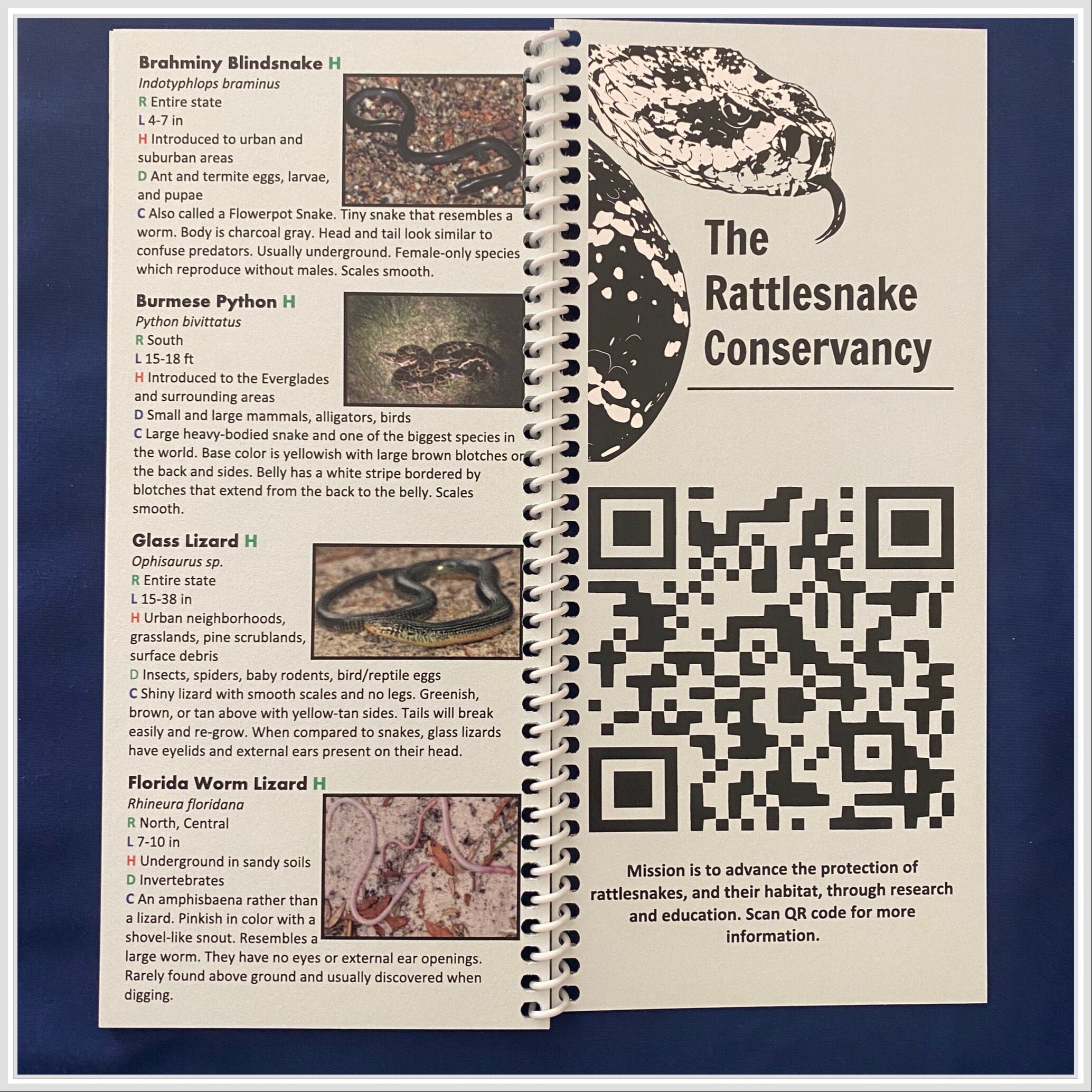 SNAKES OF FLORIDA QUICK REFERENCE FIELD GUIDE - Image 4