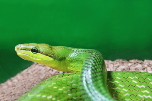 Snakes can be your best friend if you are maintaining a garden, in spite of their unfavorable image of creating fear.