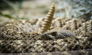 Adults of this species of rattlesnake are darker than neonates, which may make it simpler for them to acquire heat.