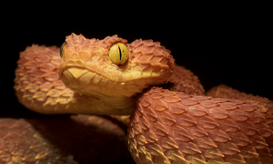 Get medical help as soon as you can (dial 911 or call local Emergency Medical Services [EMS]). Serious snake envenomation is treated with antivenin.