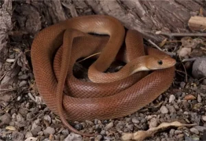 Baja California Ratsnake