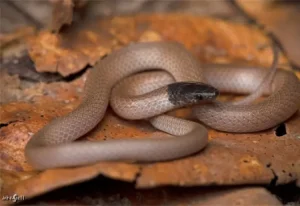 Central Florida Crowned Snake