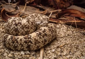 SouthwesternspeckledrattlesnakeCrotaluspyrrhus