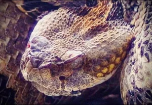 Timber Rattlesnake