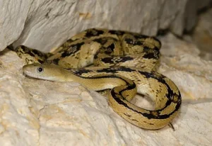 Trans Pecos Ratsnake