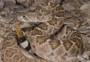 Western Diamond back