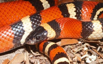 Lampropeltis annulata