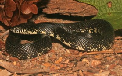 Lampropeltis getula black