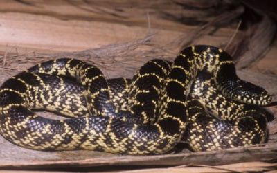 Lampropeltis getula desert