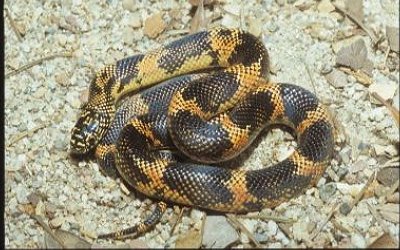 Lampropeltis getula lowland