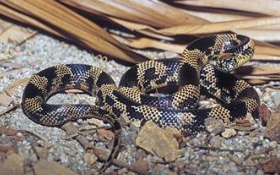 Lampropeltis getula lowland