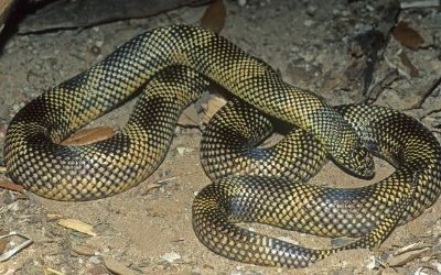 Lampropeltis getula lowland