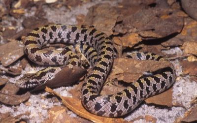 Lampropeltis occipitolineata