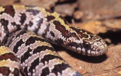 Lampropeltis occipitolineata