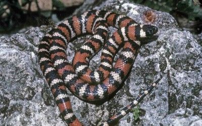 Lampropeltis zonata