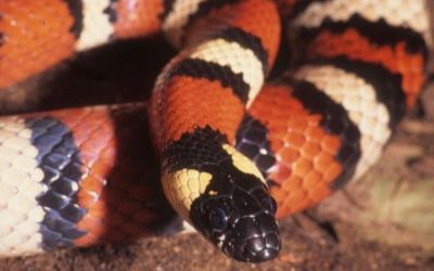 Lampropeltis zonata
