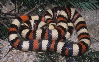 Lampropeltis zonata