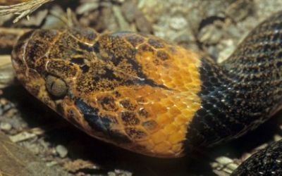 Leptodeira septentrionalis
