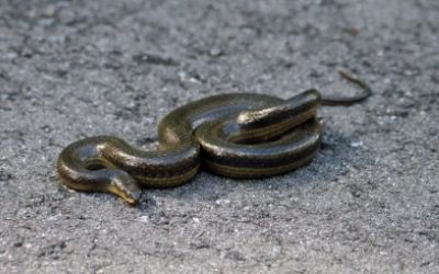 Liodytes alleni