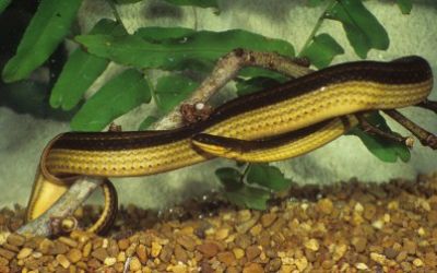 Liodytes alleni