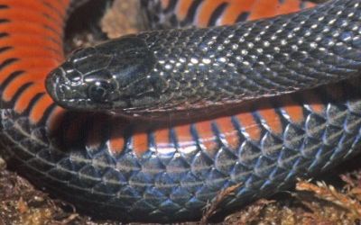 Liodytes pygaea paludis