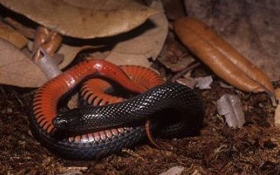 Liodytes pygaea paludis