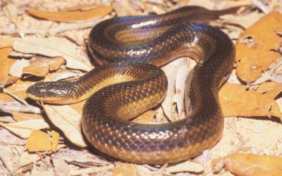 Liodytes rigida deltae
