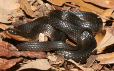 Liodytes rigida deltae