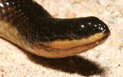 Liodytes rigida deltae