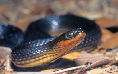 Liodytes rigida deltae