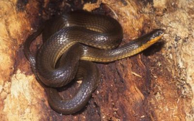 Liodytes rigida sinicola
