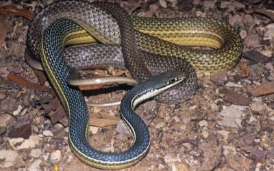 Masticophis bilineatus